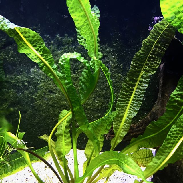 Aponegeton boivinianus knol